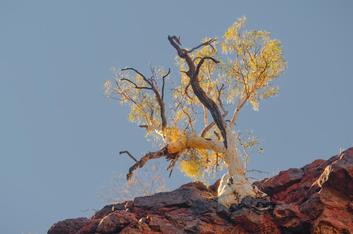 Tree on the edge of Dales Gorge, Karijini National Park, Western Australia
