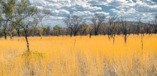 Yellow grass, Karijini National Park, Western Australia.