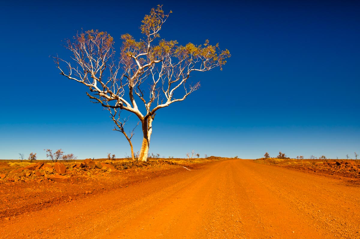 Lonely Tree in the West Australian outback