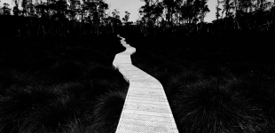 White wooden footpath with black forest background, mono.