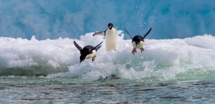 Adelie Penguins flying into icy waters of  Antarctic Peninsula