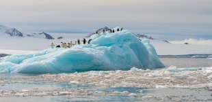 Adelie Penguins on Blue Iceberg, Antarctic Peninsula