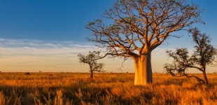 A boab tree lit up by the setting sun in Kimberley region of Western Australia.
