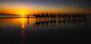 The iconic Cable Beach Camels at sunset, Broome Western Australia.