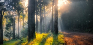 Sunrise in the Forest